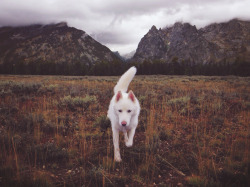 johnandwolf:  You can run anywhere you’d like, just tell me you’ll come back.Grand Tetons, WY / September, 2014