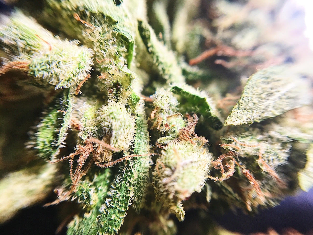 emmmaryjane:Headband 
