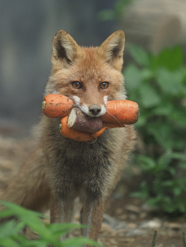 Fox is gonna make a good soup via /r/aww https://ift.tt/DQtmG20 #cute#animal#adorable#funny#wholesome#puppy#kitten#kitty#dog#cat#animals#reddit