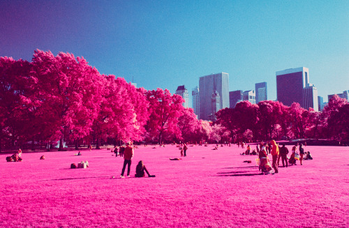 A Change of Seasons, New York (October 2013) Kodak EIR (Infrared)