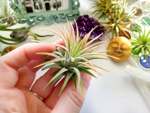 Happy, healthy air plant // Zaiguu