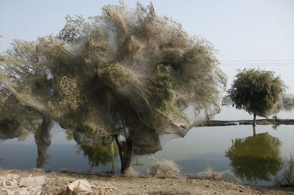 limmynem:  Sindh, Pakistan.  In 2010 they had massive floods in that part of the