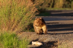 fuck-yeah-bears:  Wondering About Life !