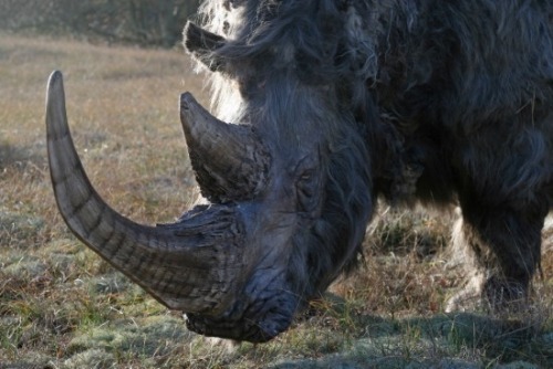 speciesofleastconcern:sixth-extinction:Incredible reconstructions of woolly rhinoceroses (Coelodonta