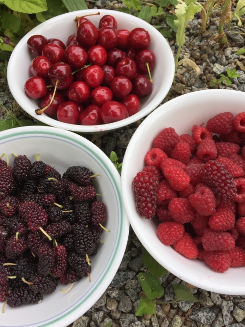 5-and-a-half-acres:  Summer is here.   Clockwise from the top: Cherries, raspberries/Tayberries and mulberries. 