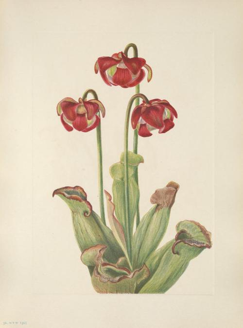 smithsonianlibraries:May 4-10 is National Wildflower Week! What better way to celebrate with some im