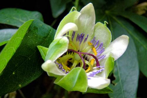  Passion flower appreciation post 