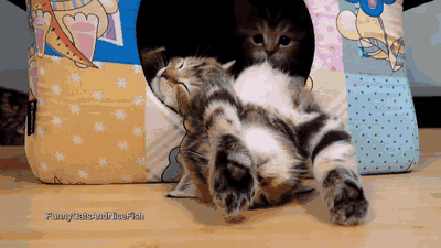Cat Day