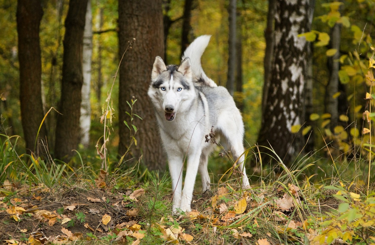 handsomedogs:   радость)   Lyudmila Mesheryakova 