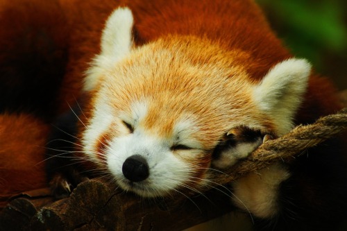 funnywildlife: earthlynation:  Red Panda Sleeps By Aric Jaye 