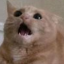 bread-cat-cryptid