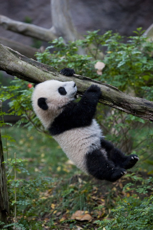 San Diego Zoo Panda by San Diego Zoo