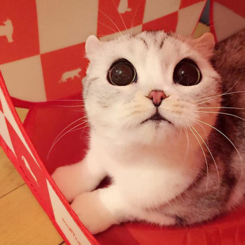 Porn culturenlifestyle: Scottish fold kitty called photos