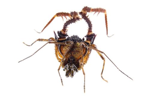 A portrait on white backlit background of one of the spikiest harvestmen (Opiliones, Gonylepidae) I 