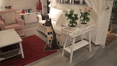 blusunday:huffingtonpost:IKEA ADVERTISES ADOPTABLE DOGS IN STORES, BECAUSE EVERY HOME NEEDS A RESCUE