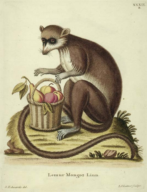 George Edwards, Lemur Mongoz, mid 18th century. Hand-colored engravings. Published by Johann Michael