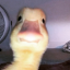 akakbogel