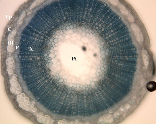 enfiber:Understanding Plant FibersToday’s had to have pictures to understand it.  It’s the best way 