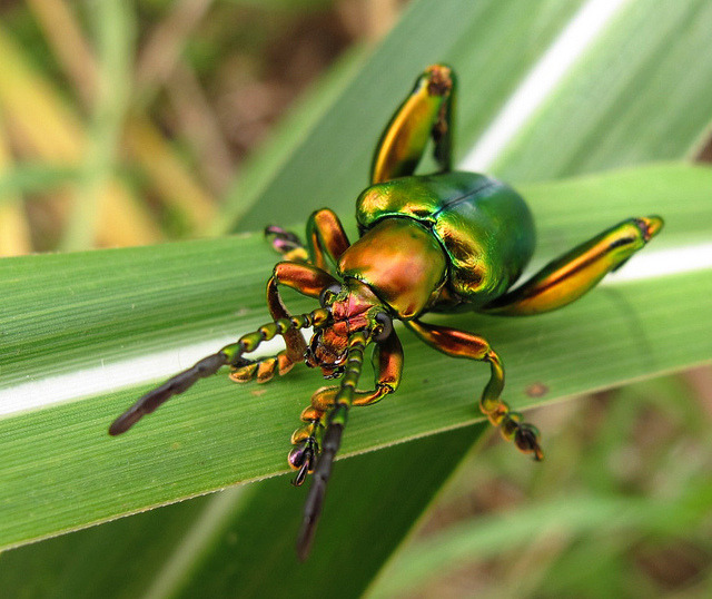 rhamphotheca:  our-lips-locked: Frog Beetle (Sagra buqueti) male, family Chrysomelidae,
