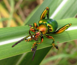 rhamphotheca:  our-lips-locked: Frog Beetle (Sagra buqueti) male, family Chrysomelidae, Surat Thani, Thailand - males reach a length of 5 cm, native to SE Asia (photo by PhilanderShand on Flickr) 