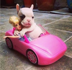 awwww-cute:  Come on Barbie, let’s go party