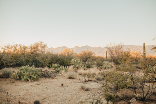 julianajohnsonphoto: Saguaro National Park Eastern DistrictTucson, ArizonaDecember 2017instagram: @j