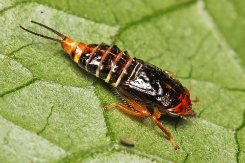 Weird looking nymph of the leafhopper genus Drabescus.