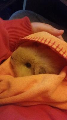 daysofourpigs:  paxdracona:  Guinea pig spam