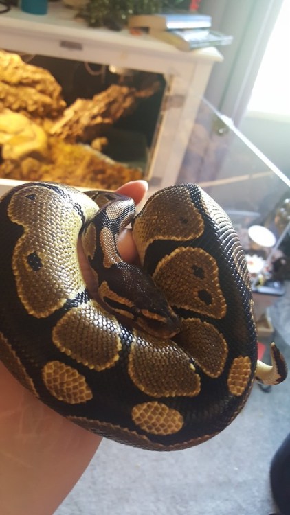 hannibalthekingsnake:My friend’s ball python, Banni! :D I was so happy to hold her <3 I love bps 