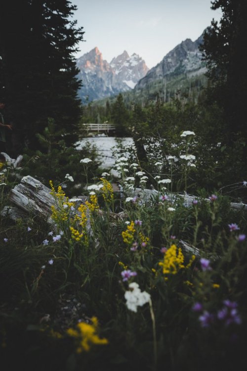 Summer ‘17Grand Teton National Park, Wyoming.twitter / instagram