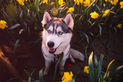 babyanimalgifs:  What did we ever do to deserve these creaturesbaby animals blog