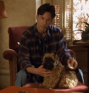 parks-and-rex: boobies-are-candy:  parks-and-rex:   parks-and-rex:   mcthedoodler:   parks-and-rex:   parks-and-rex:   parks-and-rex:   justcuchu:   parks-and-rex:   parks-and-rex:  REBLOG IF YOU LOVE DOGS     MAYBE I’M SMALL AND EMOTIONALLY UNSTABLE