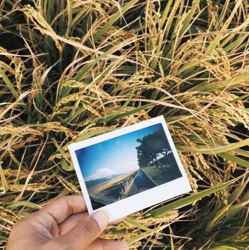 lomographicsociety:4 Easy Ways to Share your Lomo’Instant Wide Photos with the WorldStunning. Have y