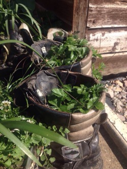 effervescentvibes:  nat-uralist:  my friends planting cute flowers in old shoes 😌   good vibes here 