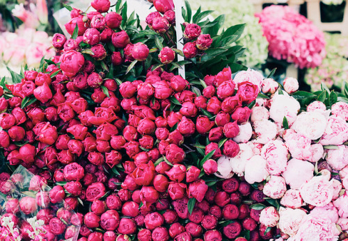 de-la-valliere:  Columbia Road Flower Market, London | www.8ruecaffarelli.com by 8rueCaffarelli on F