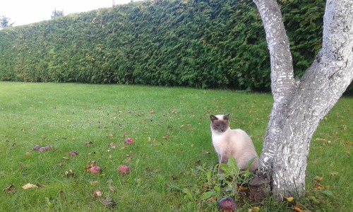 obscuro-quutamo:  obscuro-quutamo:  Odin is on an adventure in the garden  On Monday I lost my sweet Odin. He was undoubtedly the sweetest cat I’ve ever adopted and will always hold a special place in my heart. I brought him up since he was a tiny kitten.