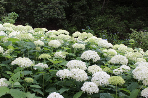 glow-dust:神戸森林植物園　２０１４／０６／２８