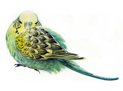 prayke:  A commission from yesterday that I absolutely adore. I have a soft spot for budgies, so this got way out of hand.  