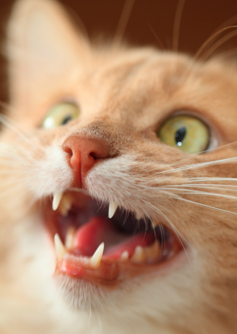 catsbeaversandducks:  Mocha is quite possibly the most photogenic cat ever. Photos by ©kawauso-papa 