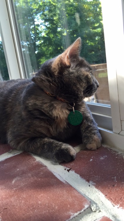 karsunos:look at my beautiful cat