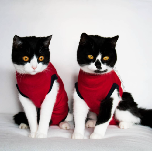 annethecatdetective: catsbeaversandducks: Izzy &amp; Zoë  “We are sisters!&rdquo