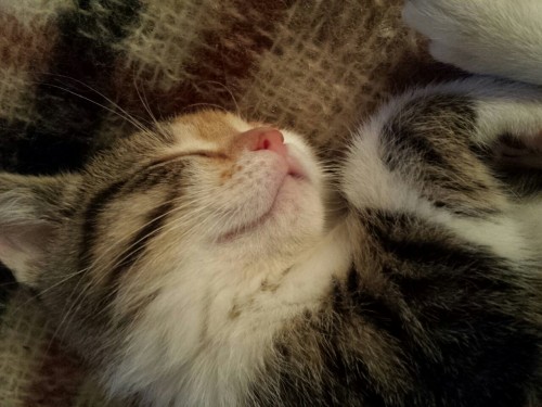 therednative:  Gracie  finally sleeping