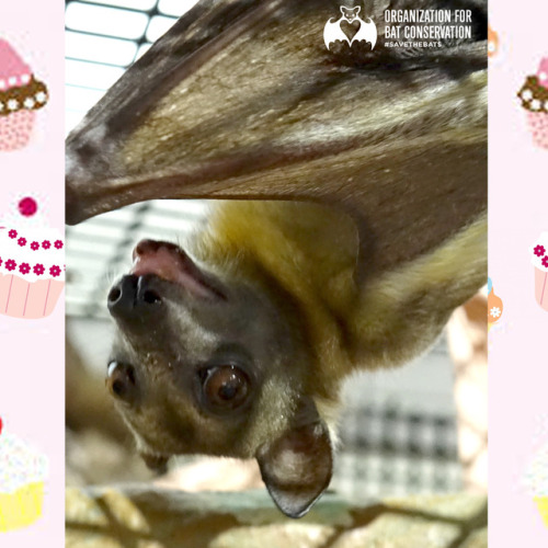 Happy Birthday to Greeni, one of our Straw-colored Fruit Bats! He’s turning 22 years old - che