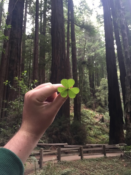 Muir Woods National Park, CA Photo Taken by yours truly Follow: thetreeoflifee