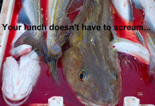 adviceforvegans: Not all of our non human friends scream… but all of them suffer.