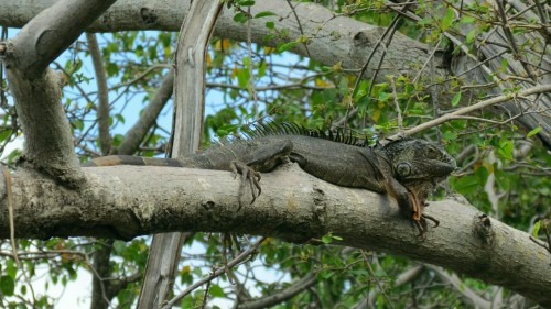 Leguans in a tree, St.Maarten 2016