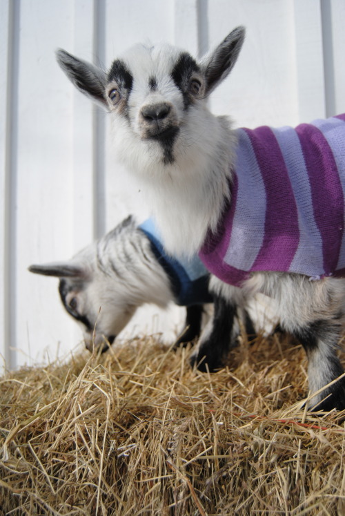 the-goat-barn:this was the little guys first time outside, peanut got to show them around and boy di