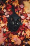 resplend3nt-rap4cious:reine-de-nuit:❥