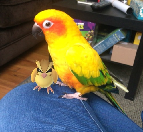 littlewolfprincess: pepperandpals: A virtual birb and a real birb @nokorranolife