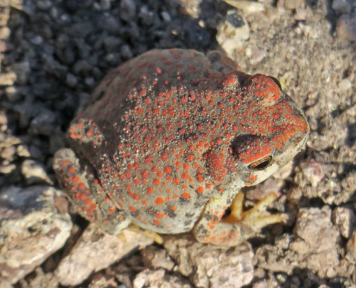 toadschooled: A pretty, orbular red-spotted toad [Anaxyrus punctatus] found in Puerto Canyon, Santa 